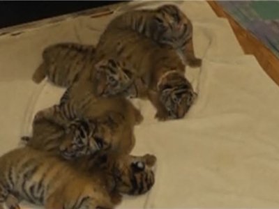 В ялтинском зоопарке на свет появились шесть амурских тигрят