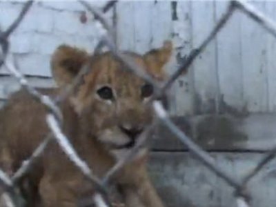 Полицейские пресекли попытку продажи из зоопарка львенка занесенного в «Красную книгу»