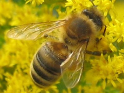 3 миллиона пчел мужчина держал в качестве «домашних животных»
