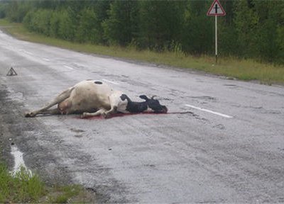 Женщина, врезавшаяся в корову на скутере, погибла от удара ножом пастуха