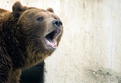 Наряд полиции направлен на обезвреживание бурого медведя