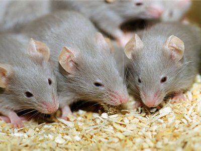 Учёные выяснили, что мыши умеют петь хором