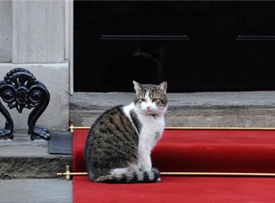 В Британии подрались коты главы правительства Дэвида Кэмерона и министра финансов Джорджа Осборна