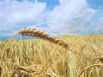 Минэкономразвития прогнозирует дальнейшее повышение цен на зерно