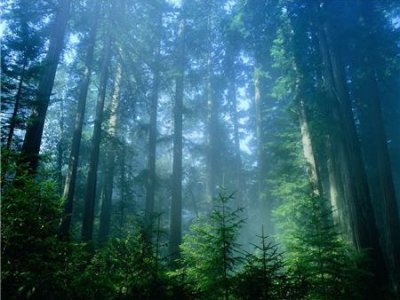 Европейская комиссия намерена запустить вторую фазу программы управления лесными ресурсами