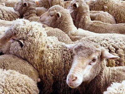 В п. Шильда Адамовского района «по горячим следам» раскрыли сразу две кражи овец
