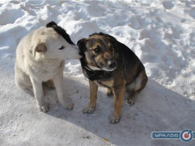 Стаи бродячих собак держат в страхе жителей города Орска