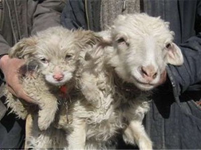 С базы СПК «Новооренбургский» похищены две овцы и трое ягнят