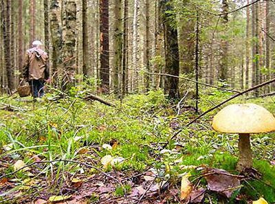 Пропавшая в лесу 76-летняя жительница Оренбуржья была найдена