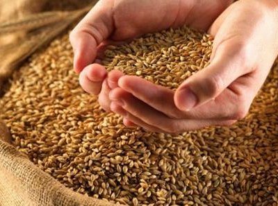 В СПК «Кульминский» Кваркенского района похищено 700 килограммов пшеницы