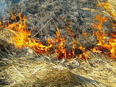 Противопожарный режим: запрещено проведение огневой очистки лесосек и палов ...