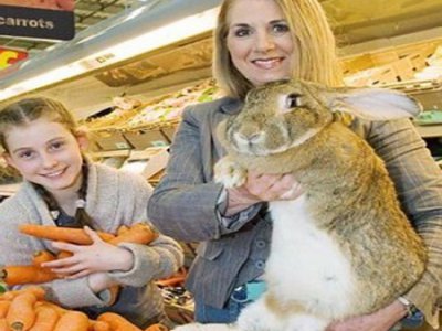 Британка вырастила кролика-гиганта