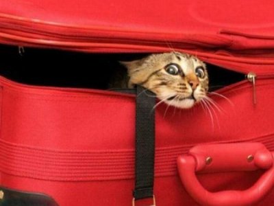 Кошки тоже любяи путешестовать